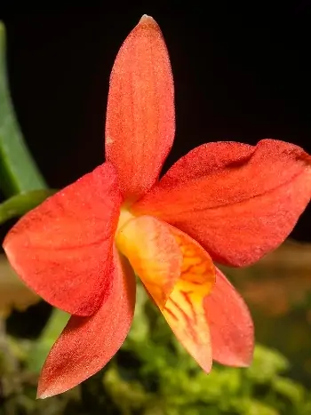 Cattleya pygmaea