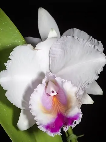 Cattleya quadricolor