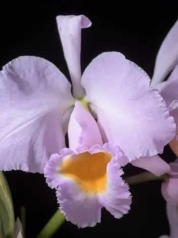 Cattleya schroederae