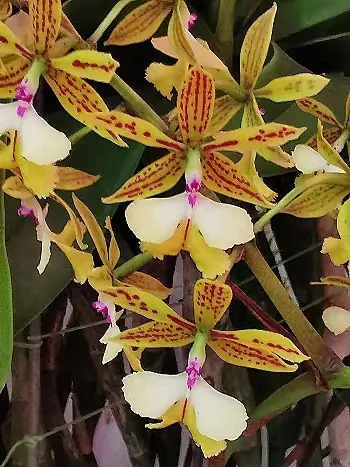 Cattleya stamford