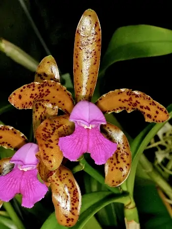 Cattleya tigrina