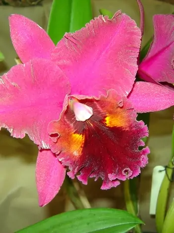 Cattleya Chia Lin