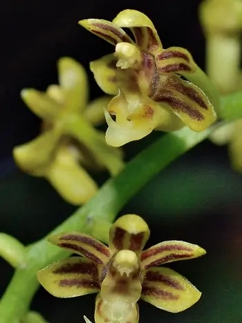 Cleisostoma paniculatum