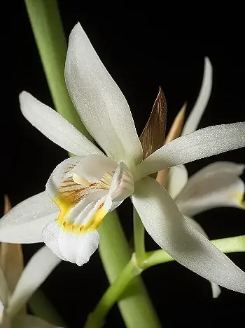 Coelogyne flaccida