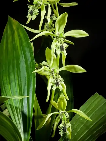 Coelogyne