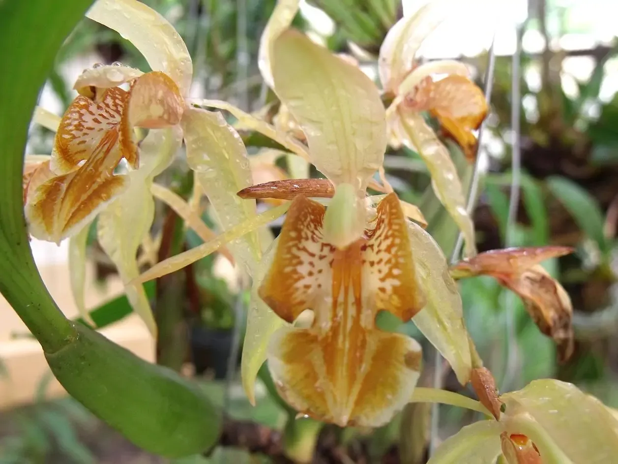 Coelogyne fuscescens