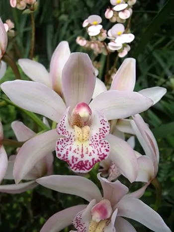 Cymbidium