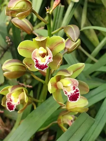 Cymbidium