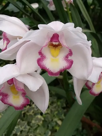 Cymbidium