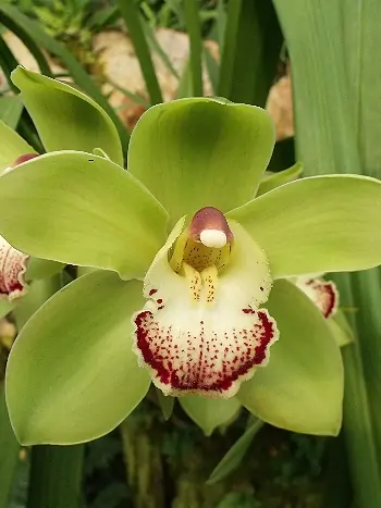 Cymbidium