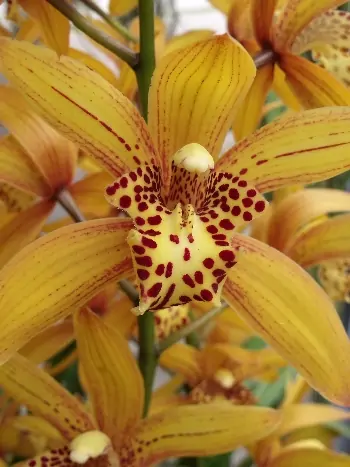 Cymbidium