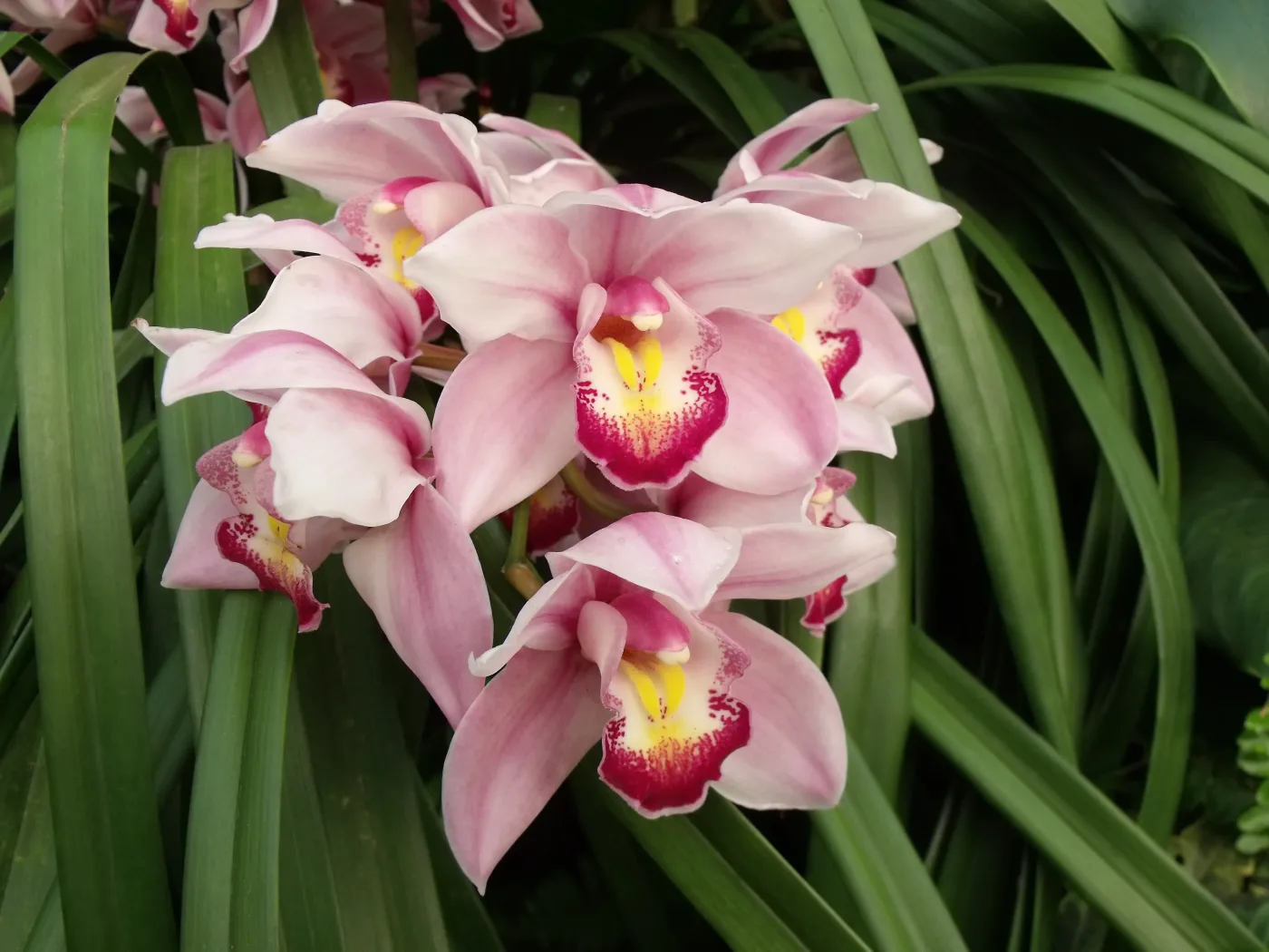 Cymbidium