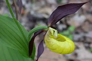 Cypripedium 