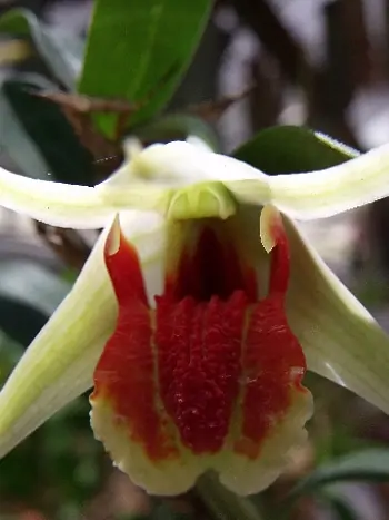 Dendrobium