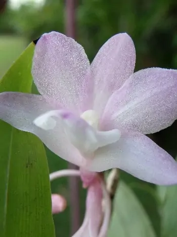 Dendrobium cumulatum