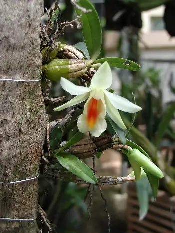 Dendrobium bellatulum