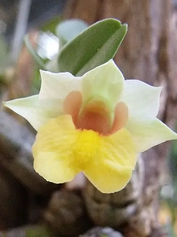Dendrobium bellatulum