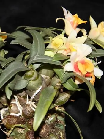 Dendrobium bellatulum