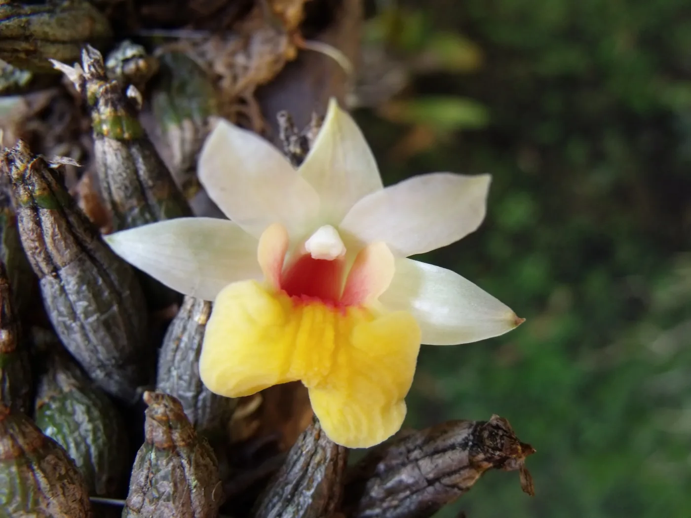 Dendrobium bellatulum