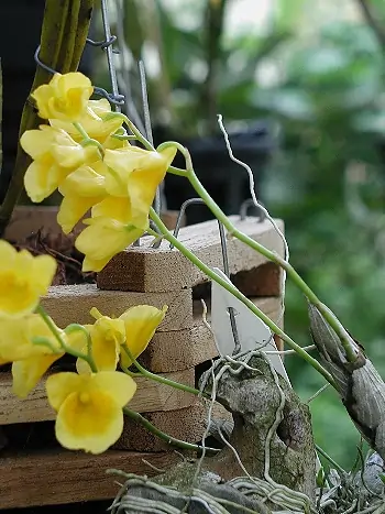 Dendrobium capillipes