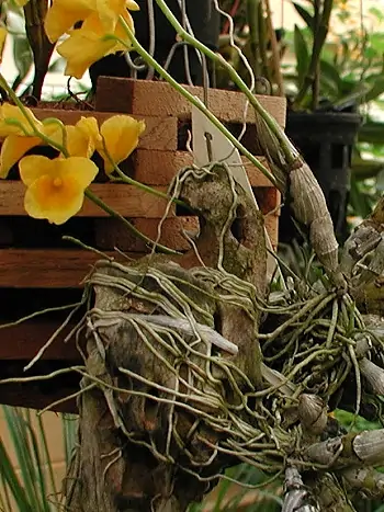 Dendrobium capillipes