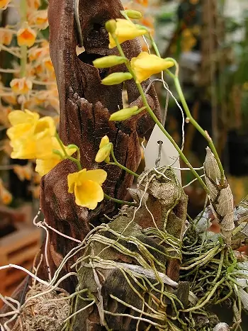 Dendrobium capillippes