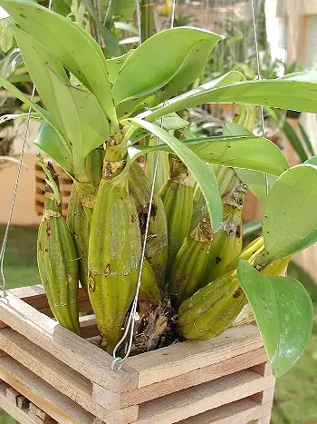 Dendrobium chrysotoxum