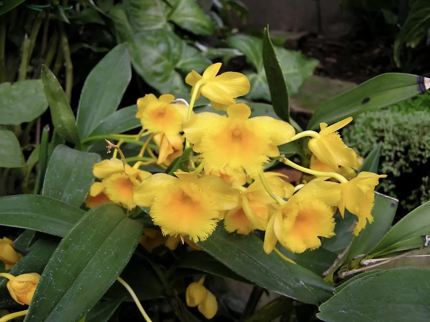 Dendrobium chrysotoxum