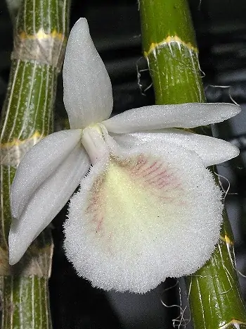 Dendrobium cretaceum