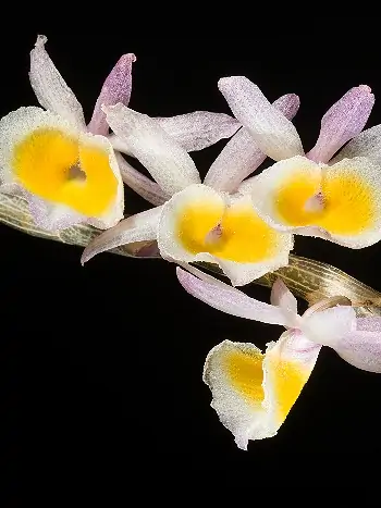 Dendrobium cretaceum