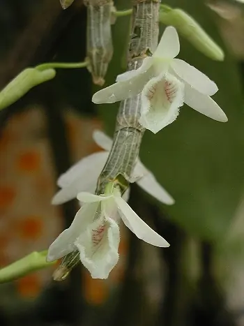 Dendrobium cretaceum