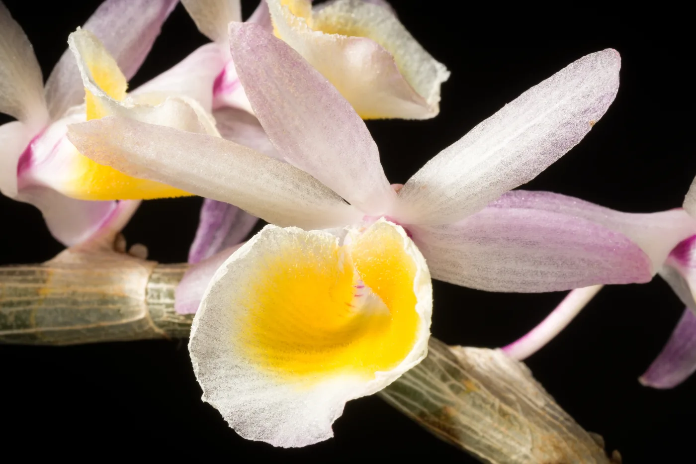 Dendrobium cretaceum