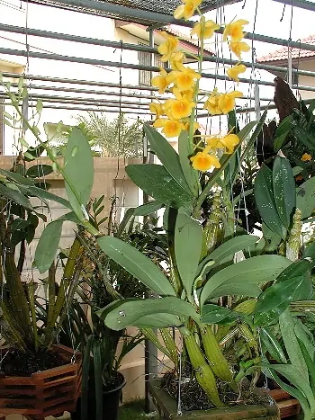 Dendrobium gibsonii