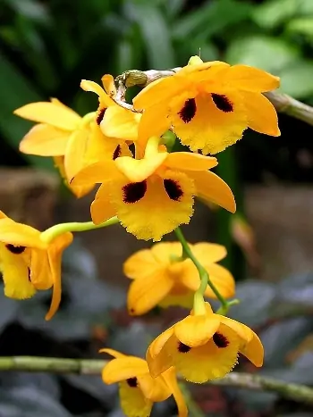 Dendrobium gibsonii