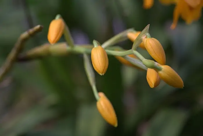 Dendrobium gibsonii