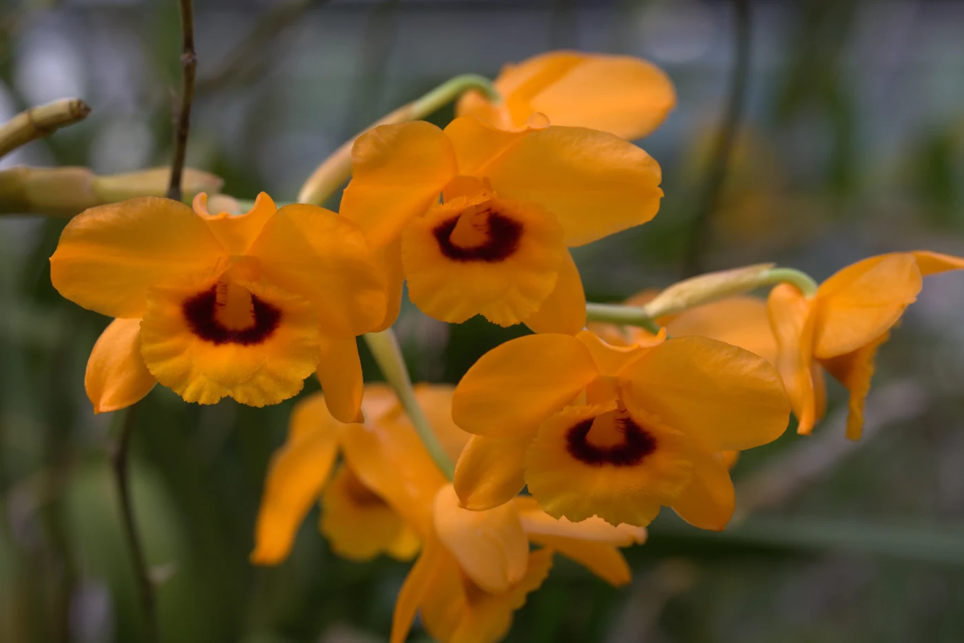 Dendrobium gibsonii