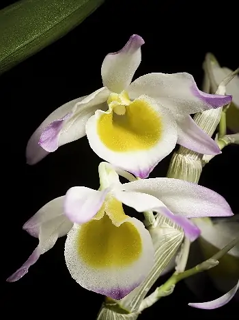 Dendrobium gratiosissimum