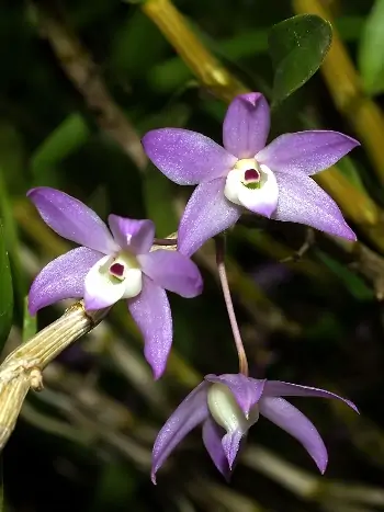 Dendrobium gratiosissimum