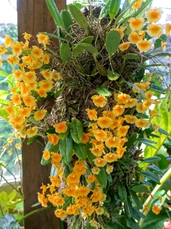 Dendrobium lindleyi