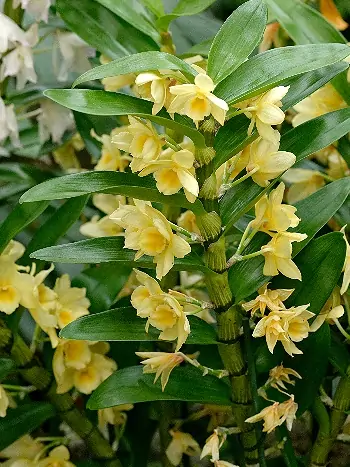 Dendrobium nobile