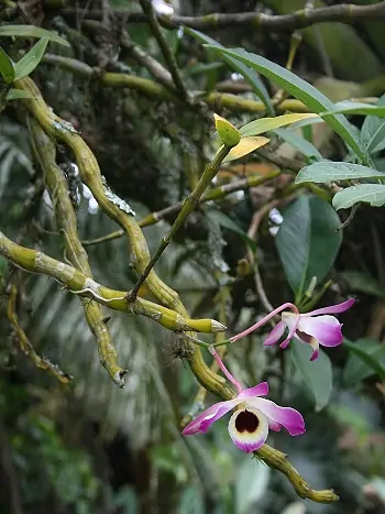 Dendrobium nobile