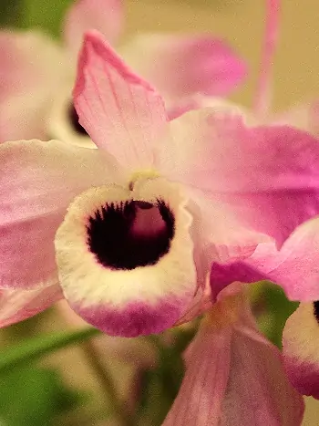 Dendrobium nobile