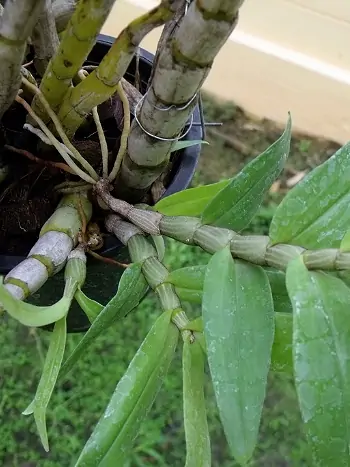 Dendrobium nobile