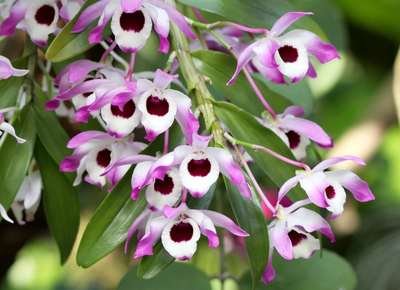 Dendrobium nobile