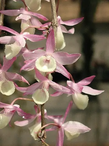 Dendrobium primulinum