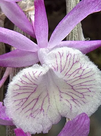 Dendrobium primulinum