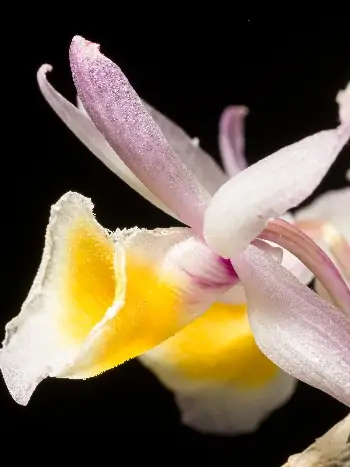 Dendrobium primulinum