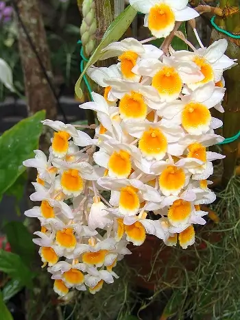 Dendrobium thyrsiflorum