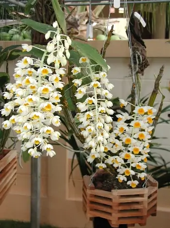 Dendrobium thyrsiflorum