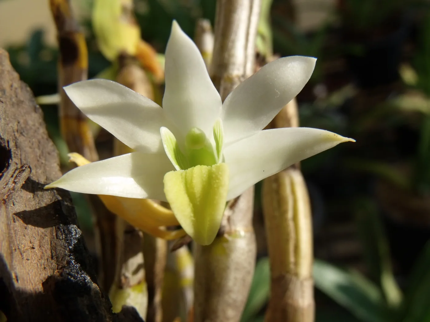 Dendrobium